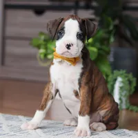Jax, a male Boxer for sale in Dundee, OH – 3 of 6