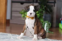 Jax, a male Boxer for sale in Dundee, OH – Photo 3 of 6