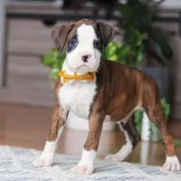 Jax, a male Boxer for sale in Dundee, OH – 4 of 6