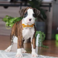 Jax, a male Boxer for sale in Dundee, OH – 5 of 6