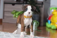 Jax, a male Boxer for sale in Dundee, OH – Photo 5 of 6