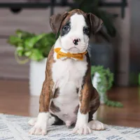 Jax, a male Boxer for sale in Dundee, OH – 6 of 6