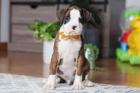 Jax, a male Boxer for sale in Dundee, OH – Photo 6 of 6