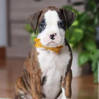 Jax, a male Boxer for sale in Dundee, OH – 2 of 6