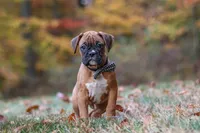Hudson, a male Boxer for sale in Dundee, OH – 6 of 10