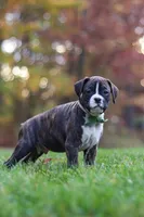 Carter, a male Boxer for sale in Dundee, OH – 2 of 8