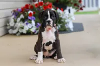 Allie, a female Boxer for sale in Dundee, OH – 4 of 6