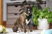 Bear, a male Boxer for sale in Dundee, OH – Photo 7 of 8