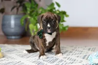 Bear, a male Boxer for sale in Dundee, OH – Photo 4 of 8