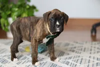 Bear, a male Boxer for sale in Dundee, OH – Photo 8 of 8