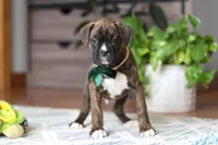 Bear, a male Boxer for sale in Dundee, OH – Photo 2 of 8