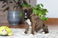 Bear, a male Boxer for sale in Dundee, OH – Photo 6 of 8