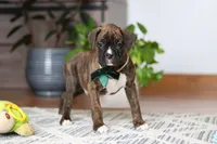 Bear, a male Boxer for sale in Dundee, OH – Photo 1 of 8