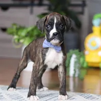Tyson, a male Boxer for sale in Dundee, OH – 5 of 5