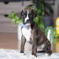 Tyson, a male Boxer for sale in Dundee, OH – 2 of 5