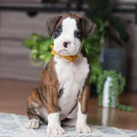 Jax, a male Boxer for sale in Dundee, OH – 1 of 6