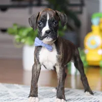 Tyson, a male Boxer for sale in Dundee, OH – 4 of 5