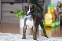 Tyson, a male Boxer for sale in Dundee, OH – Photo 4 of 5