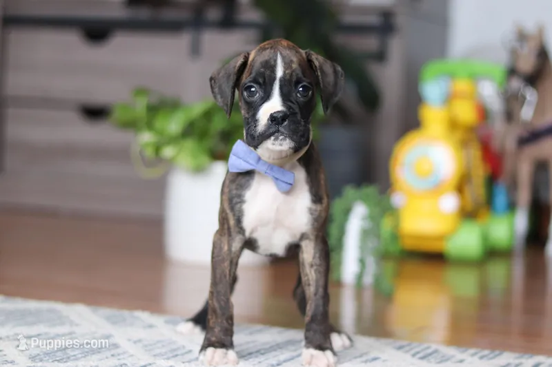 Tyson, a male Boxer for sale in Dundee, OH – Photo 1 of 5