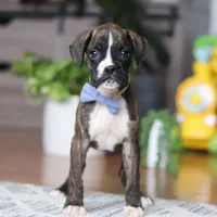 Tyson, a male Boxer for sale in Dundee, OH – 1 of 5