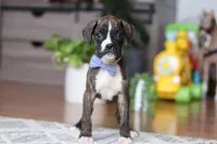 Tyson, a male Boxer for sale in Dundee, OH – Photo 1 of 5