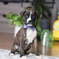Tyson, a male Boxer for sale in Dundee, OH – 3 of 5