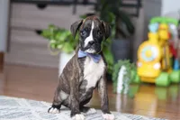 Tyson, a male Boxer for sale in Dundee, OH – Photo 3 of 5