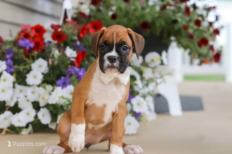 Tasha – Boxer puppy for sale in Dundee, OH