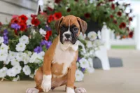 Tasha, a female Boxer for sale in Dundee, OH – 1 of 7