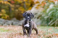 Luca, a male Boxer for sale in Dundee, OH – 4 of 9