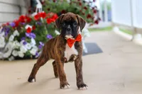 Benson, a male Boxer for sale in Dundee, OH – 2 of 6