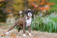 Olivia, a female Boxer for sale in Dundee, OH – 2 of 7