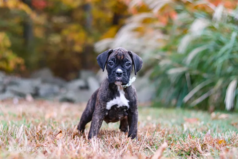 Luca – Boxer puppy for sale in Dundee, OH