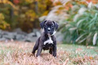 Luca, a male Boxer for sale in Dundee, OH – 1 of 9