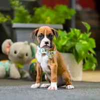 Maxl, a male Boxer for sale in Dundee, OH – 4 of 4