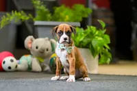 Maxl, a male Boxer for sale in Dundee, OH – Photo 4 of 4