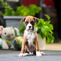 Maxl, a male Boxer for sale in Dundee, OH – 3 of 4