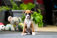 Maxl, a male Boxer for sale in Dundee, OH – Photo 3 of 4