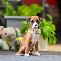 Maxl, a male Boxer for sale in Dundee, OH – 1 of 4