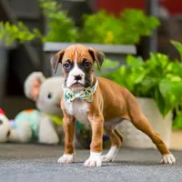 Maxl, a male Boxer for sale in Dundee, OH – 2 of 4