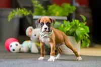 Maxl, a male Boxer for sale in Dundee, OH – Photo 2 of 4
