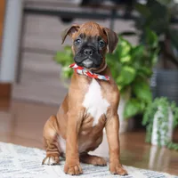 Ace, a male Boxer for sale in Dundee, OH – 4 of 5