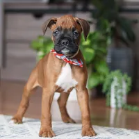 Ace, a male Boxer for sale in Dundee, OH – 2 of 5