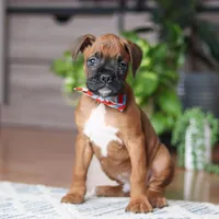 Ace, a male Boxer for sale in Dundee, OH – 1 of 5