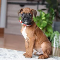 Ace, a male Boxer for sale in Dundee, OH – 3 of 5