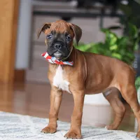 Ace, a male Boxer for sale in Dundee, OH – 5 of 5