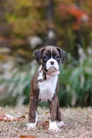 Olivia, a female Boxer for sale in Dundee, OH – 4 of 7