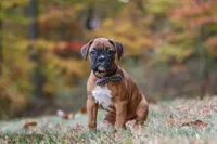 Hudson, a male Boxer for sale in Dundee, OH – 5 of 10