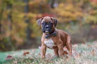 Hudson, a male Boxer for sale in Dundee, OH – 9 of 10