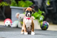 Millie, a female Boxer for sale in Dundee, OH – Photo 1 of 4